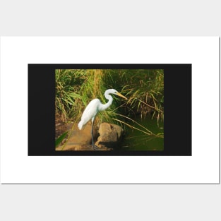 Great White Egret By Water Posters and Art